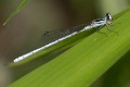 Agriocnemis argentea male-4